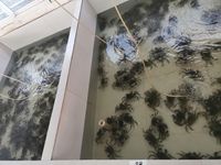 分类清养