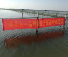 阳澄湖大闸蟹